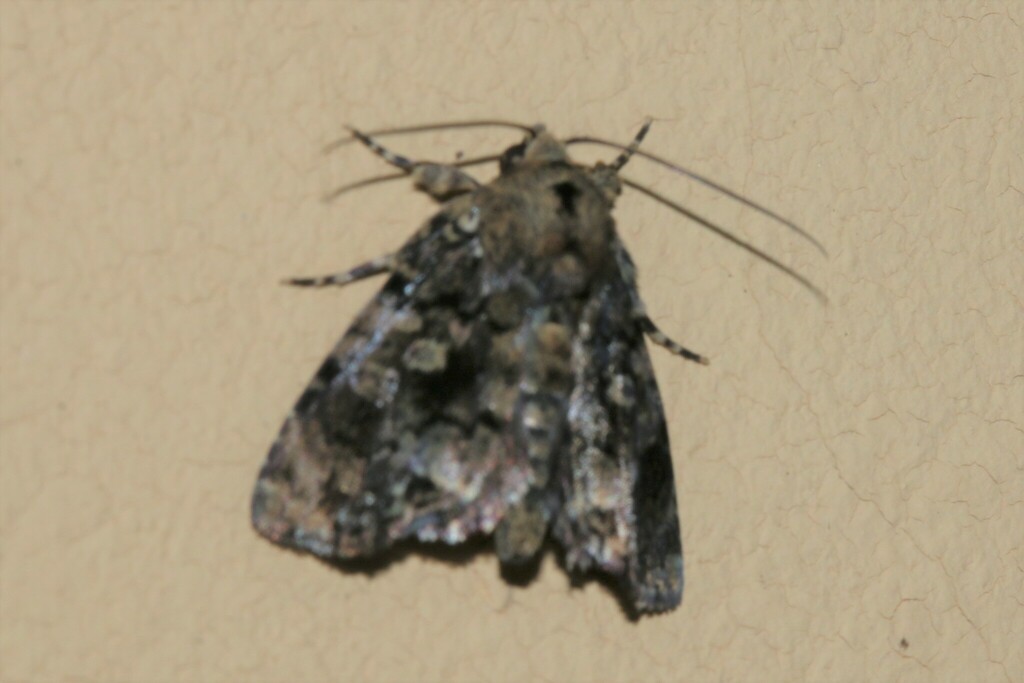 Drobeta tristigma
