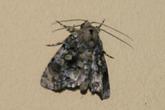 Drobeta tristigma