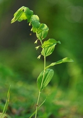 Polygonatum multiflorum