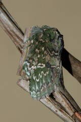 Disphragis viridiflava