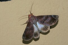 Hemicephalis