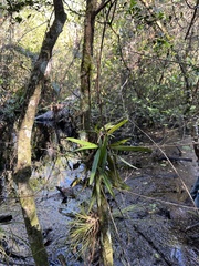 Ionopsis utricularioides