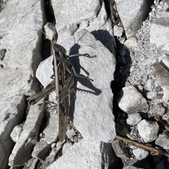 Cyrtacanthacris tatarica