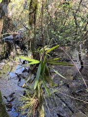 Ionopsis utricularioides