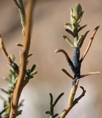 Ericameria paniculata