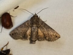 Paectes abrostoloides