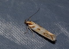 Stomopteryx detersella
