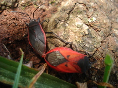 Largus rufipennis