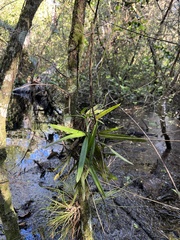 Ionopsis utricularioides