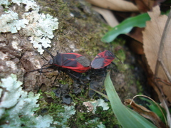 Largus rufipennis