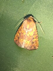 Perigea xanthioides