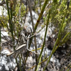 Cyrtacanthacris tatarica