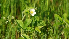 Fragaria viridis