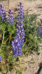 Lupinus succulentus