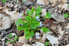 Viola mirabilis