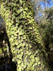 Peperomia rotundifolia