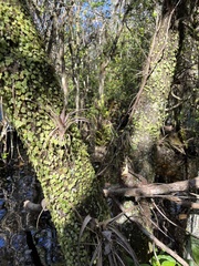 Peperomia rotundifolia