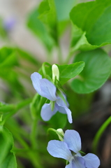 Viola mirabilis