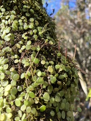 Peperomia rotundifolia