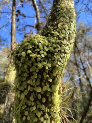 Peperomia rotundifolia