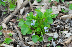 Viola mirabilis