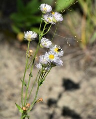 Erigeron philadelphicus