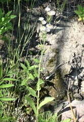 Erigeron philadelphicus