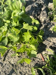 Erigeron quercifolius