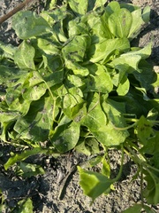 Erigeron quercifolius