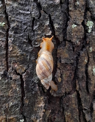 Plectostylus araucanus