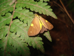 Phaeochlaena lampra