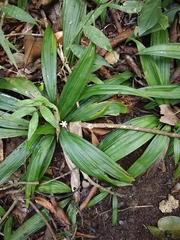 Curculigo orchioides