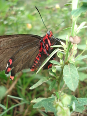 Parides bunichus