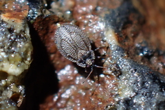 Acalypta