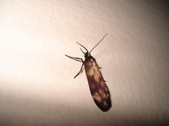 Lepidoptera