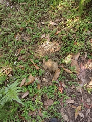 Elephas maximus indicus