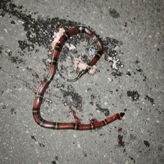 Lampropeltis abnorma