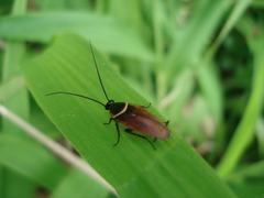 Pseudomops neglectus