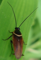 Pseudomops neglectus