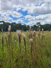 Andropogon bicornis