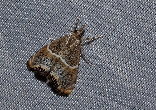 Metaeuchromius lata