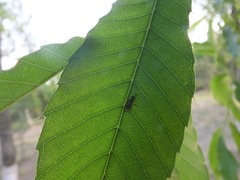 Coelopidae
