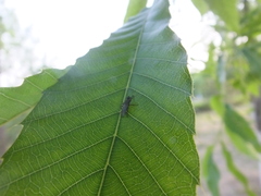 Coelopidae