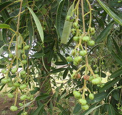 Ozoroa paniculosa