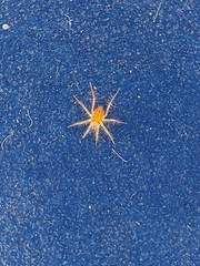 Erythracaridae