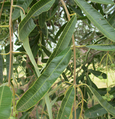 Ozoroa paniculosa