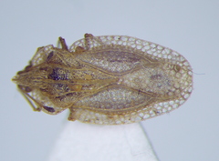 Elasmotropis testacea