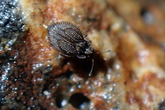 Acalypta