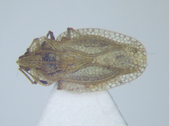Elasmotropis testacea