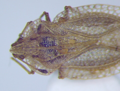 Elasmotropis testacea